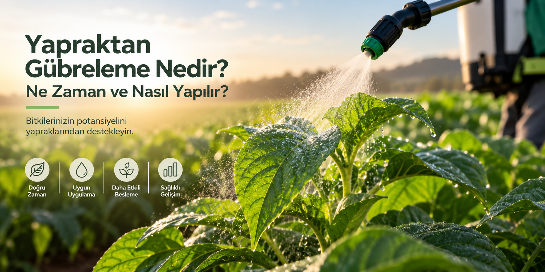Yapraktan Gübreleme Nedir? Ne Zaman ve Nasıl Yapılır?